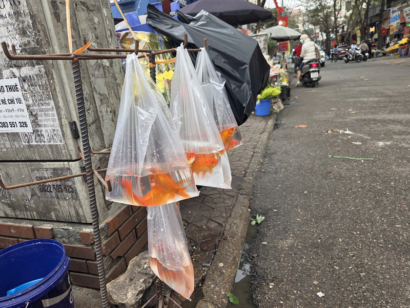 Cá chép "ên túi" sẵn sàng phục vụ người mua.