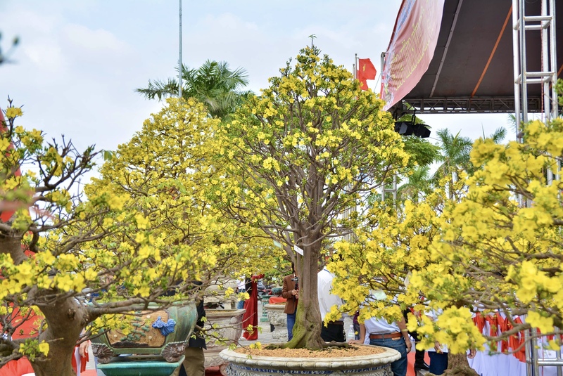 Triển lãm quy tụ hơn 800 tác phẩm đặc sắc, tạo không gian rực rỡ sắc xuân tại TP. Đà Nẵng. Ảnh: Ngọc Thảo