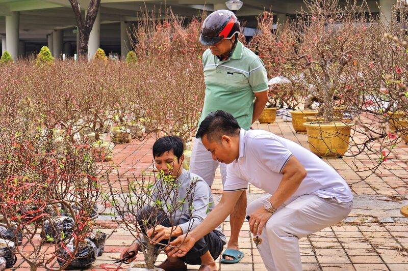 Anh Bùi Ngọc An (trú tại Hà Nội) chia sẻ: “Ở Đà Nẵng, mặc dù không phải nhà nào cũng chơi đào như Hà Nội, nhưng nếu so với các tỉnh, thành khác tại miền Trung, Đà Nẵng có lượng người chơi đào nhiều nhất, đa dạng nhất là mức giá dưới 3 triệu đồng”. Ảnh: Diễm Phúc