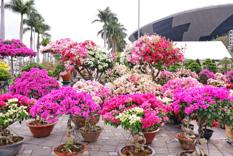 Ghi nhận của phóng viên, ngày 9/2 tại chợ hoa xuân lớn nhất Đà Nẵng, thuộc khu vực Cung Thể thao Tiên Sơn (phường Hải Châu), hàng chục nghìn chậu hoa cảnh các loại đã được bày bán; lượng người tham quan, mua sắm cũng dần đông. Ảnh: Diễm Phúc