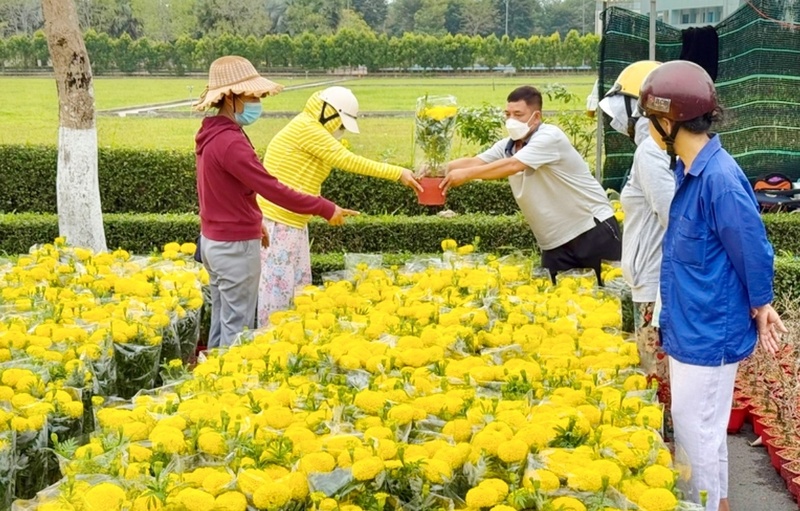 Người d&acirc;n xuống vườn lựa chọn hoa.