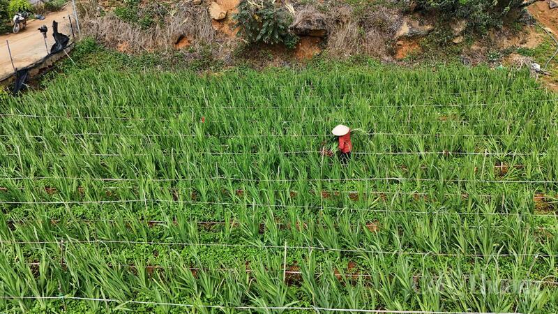 Hoa lay ơn hiện nay đang có giá 40.000 đồng/10 cành. Ảnh: Lê Sơn