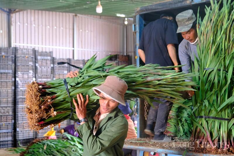 Ngày 23 tháng Chạp, thời điểm tiễn ông Công ông Táo về trời, cũng là cao điểm nông dân thu hoạch hoa Tết tại Lâm Đồng. Ảnh: Lê Sơn
