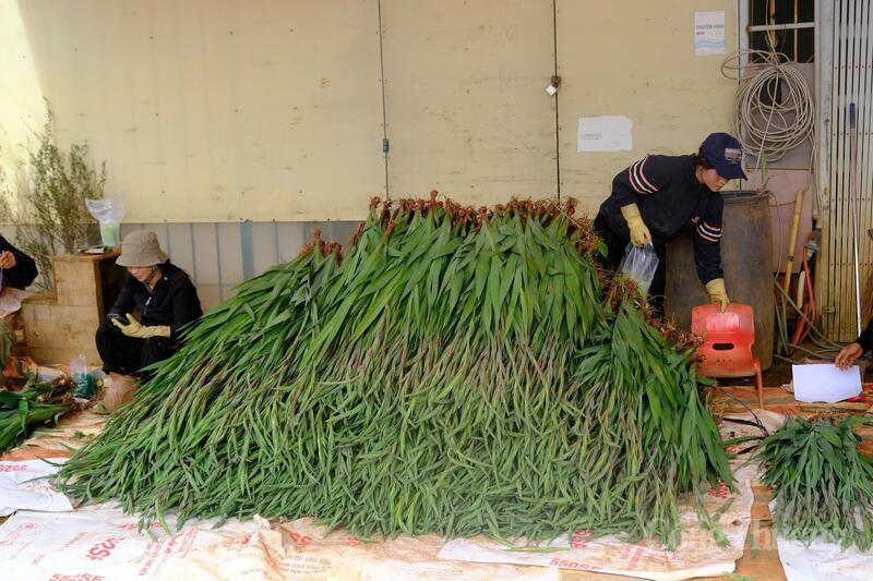Người dân chọn lọc những cành hoa lay ơn đẹp, sau đó cột lại và vận chuyển. Ảnh: Lê Sơn
