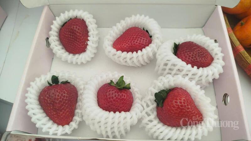 Những trái dâu tây Mộc Châu chín mọng.