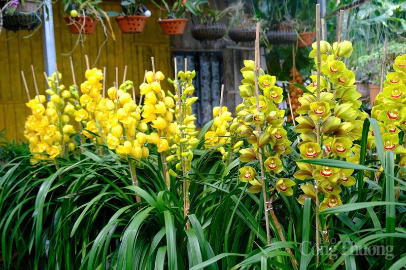 Các chậu địa lan được bày bán tại Công ty Datala. Ảnh: Lê Sơn