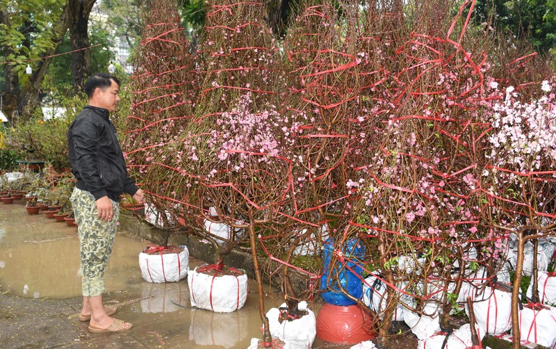 TP. Hồ Chí Minh: Nhộn nhịp chợ hoa tết Bính Ngọ 2026 - 13