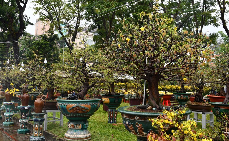 TP. Hồ Chí Minh: Nhộn nhịp chợ hoa tết Bính Ngọ 2026 - 3