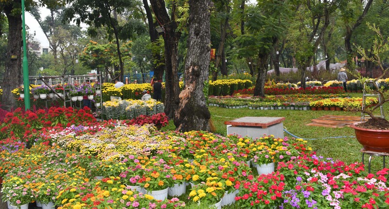TP. Hồ Chí Minh: Nhộn nhịp chợ hoa tết Bính Ngọ 2026 - 1