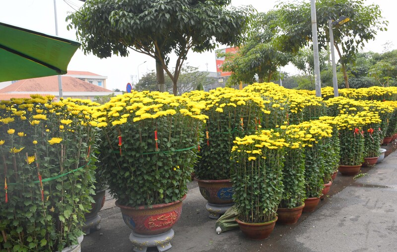 TP. Hồ Chí Minh: Nhộn nhịp chợ hoa tết Bính Ngọ 2026 - 5