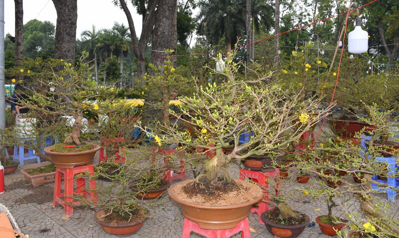 TP. Hồ Chí Minh: Nhộn nhịp chợ hoa tết Bính Ngọ 2026 - 10