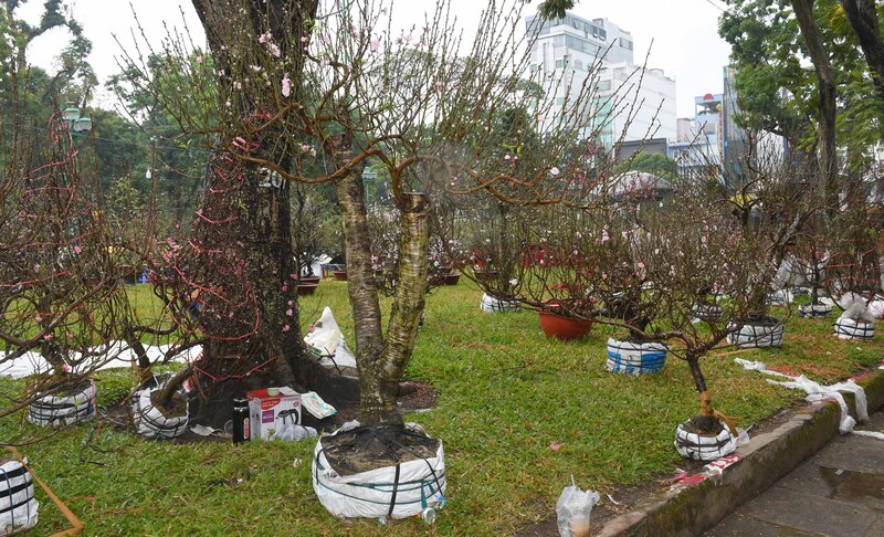 Hơn 1.550 gốc đào miền Bắc được đưa vào TP. Hồ Chí Minh bày bán tại Công Viên Lê Văn Tám (phường Tân Định). Ảnh: Thanh Minh.