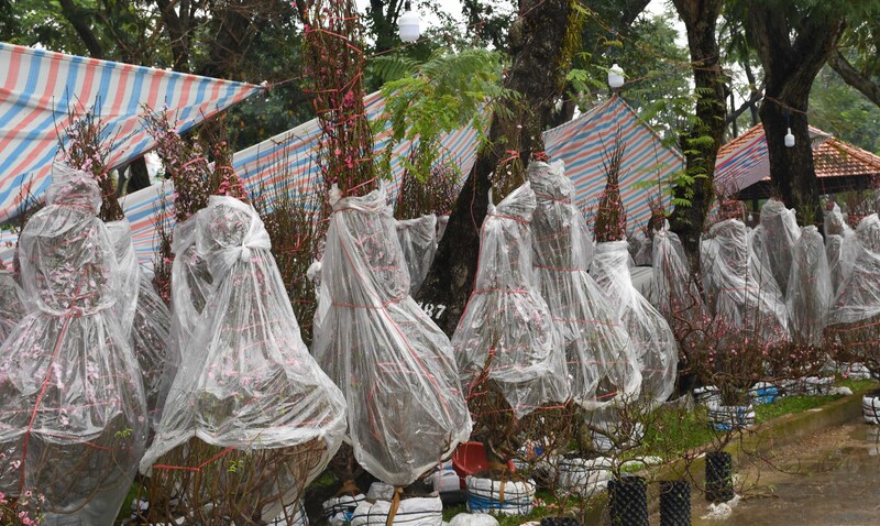 TP. Hồ Chí Minh: Nhộn nhịp chợ hoa tết Bính Ngọ 2026 - 12
