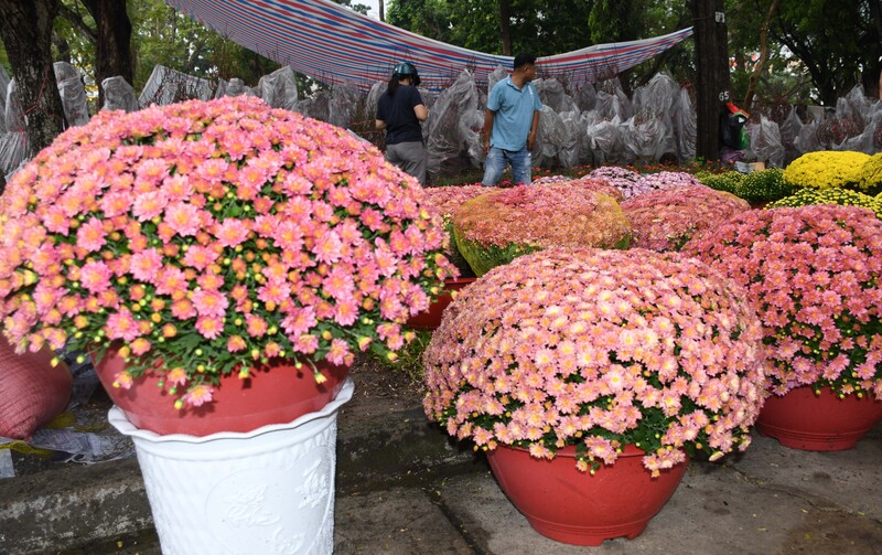 TP. Hồ Chí Minh: Nhộn nhịp chợ hoa tết Bính Ngọ 2026 - 8