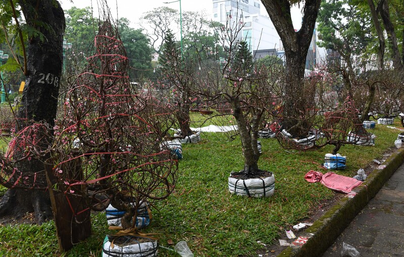 TP. Hồ Chí Minh: Nhộn nhịp chợ hoa tết Bính Ngọ 2026 - 4