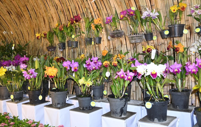 Không gian rực rỡ sắc xuân tại Hội hoa xuân TP. Hồ Chí Minh lần thứ 46 ở Công viên Tao Đàn. Ảnh: Minh Khuê.