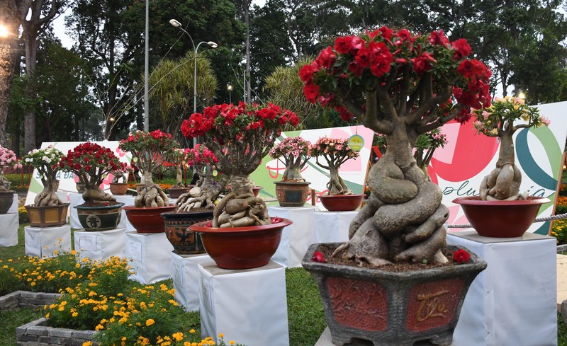 Hội hoa xuân TP. Hồ Chí Minh 2026: Xuân hội tụ, vững bước vươn mình - 13