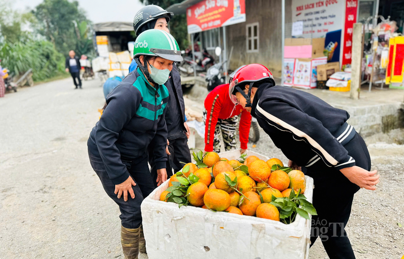 Cam được đóng thành thùng lớn gửi đi cho khách trong và ngoại tỉnh.