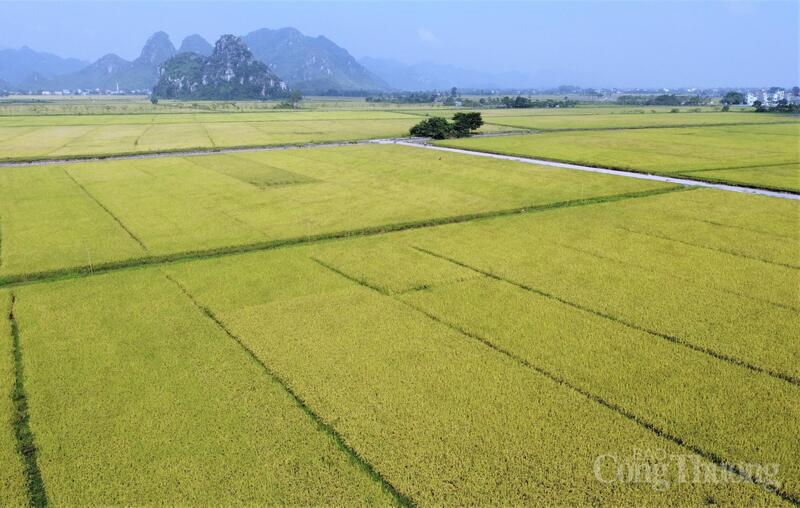 Th&aacute;ng 1/2026, Việt Nam xuất khẩu ước đạt 600 ngh&igrave;n tấn gạo, kim ngạch 370 triệu USD. Ảnh minh họa