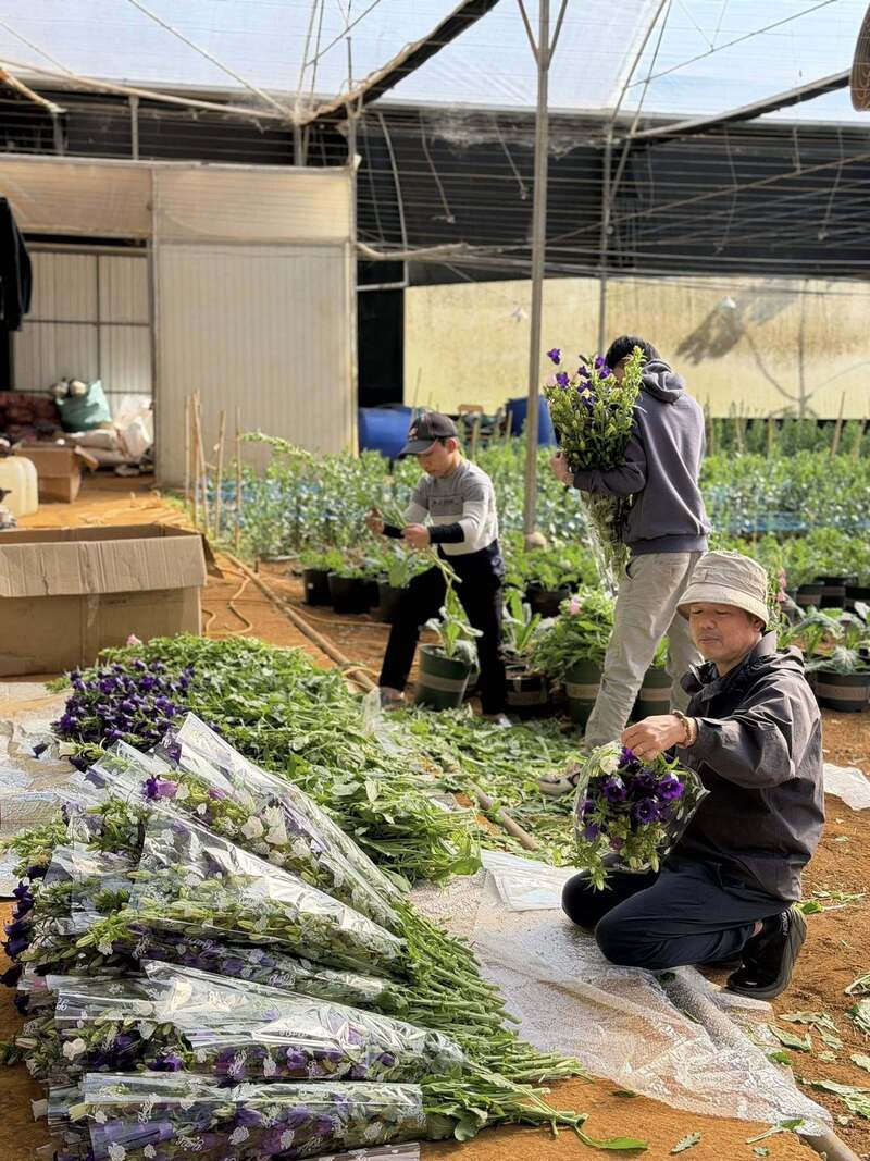 Hoa trồng trong Bạch Dương Farm cũng đang được thu hoạch, gửi xuống phố tiêu thụ. Ảnh: Nguyễn Dương