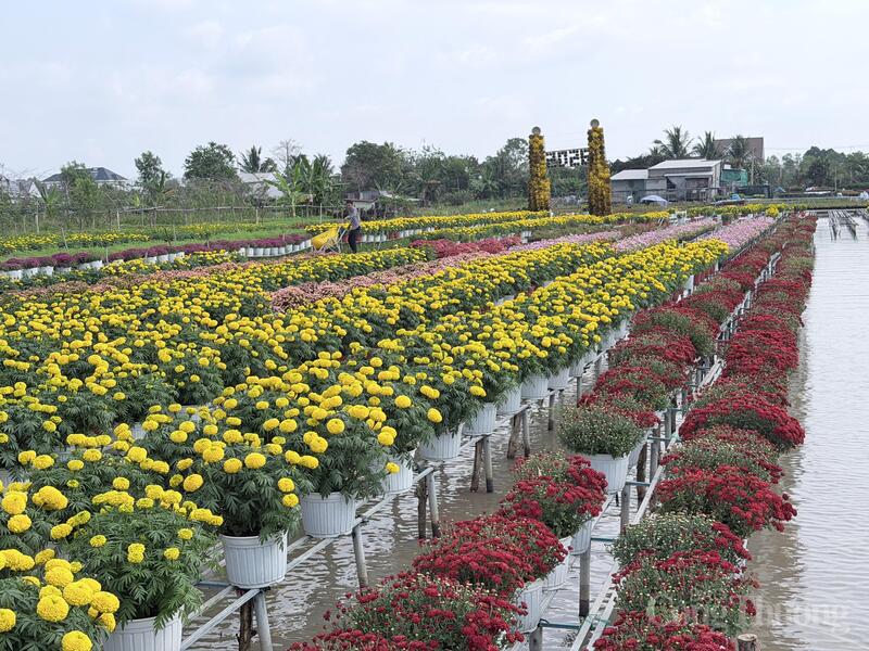 Hệ thống hoa trên giàn cao được đầu tư bài bản, tạo không gian tham quan chuyên nghiệp cho du khách.