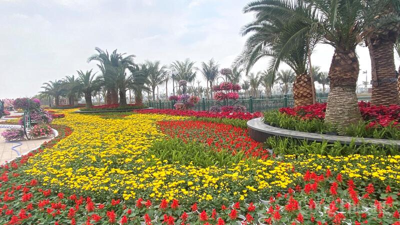 Sắc hoa xuân rực rỡ chào đón tết Nguyên đán 2026.