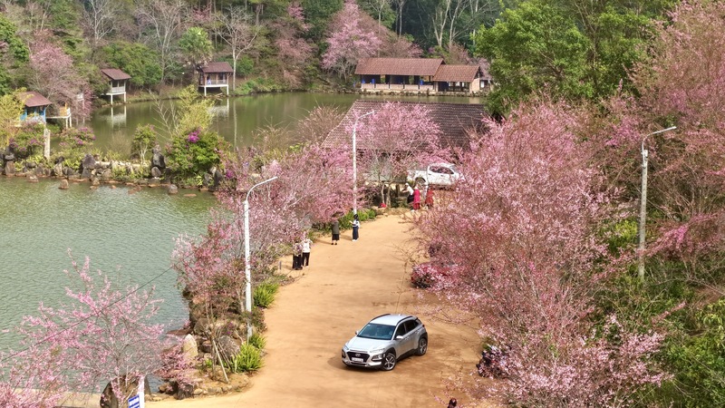 Hoa anh đào nở rộ, dâu tây, cam vào mùa thu hoạch khiến cho những ngày cuối năm ở Măng Đen đẹp hơn bao giờ hết. Ảnh: Nguyễn Dương