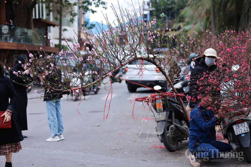 Dọc tuyến đường Lạc Long Quân, một số điểm bán và cho thuê đào thế vẫn mở cửa phục vụ khách. Tuy nhiên, theo các chủ hàng, lượng giao dịch chủ yếu tập trung ở phân khúc trung bình.