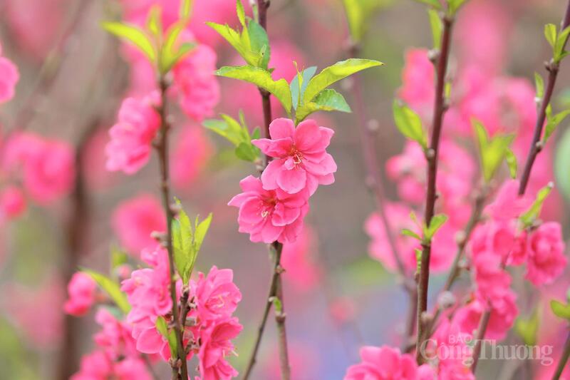 Theo ghi nhận, năm nay một số diện tích đào tại Nhật Tân nở sớm hơn dự kiến. Thời tiết những tuần trước Tết duy trì nền nhiệt cao, ít đợt rét đậm kéo dài khiến hoa bung nhanh. Đến ngày 26 Tết, không ít vườn đã có tỷ lệ nở lớn, vượt qua thời điểm “hé nụ” mà người chơi đào thường ưa chuộng.