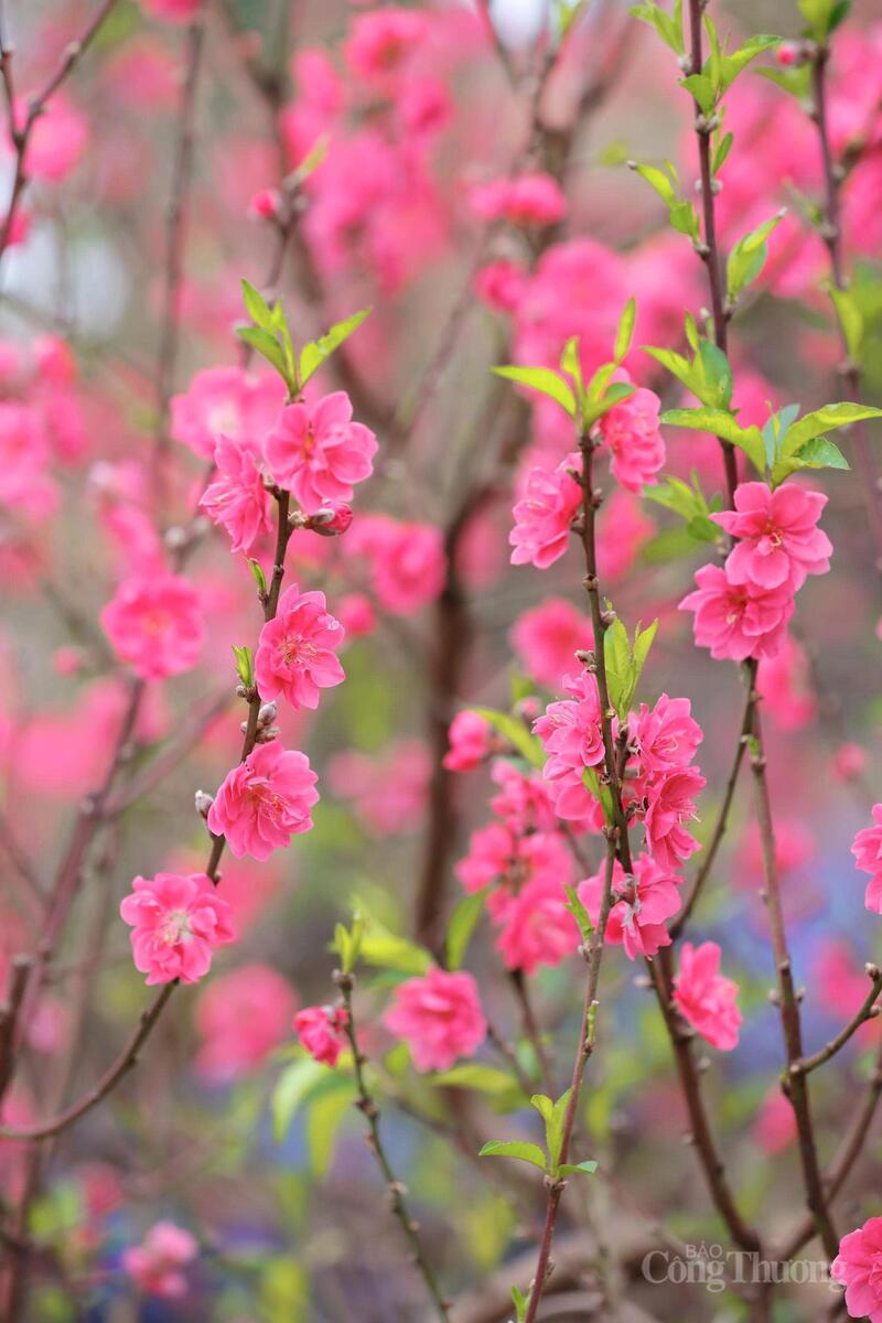 Hoa đào khoe sắc tại vườn đào Nhật Tân.