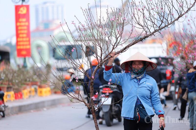 Những cành đào đợi "chốt đơn".