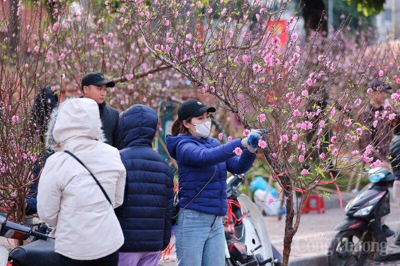 Người trồng đào tất bật cắt tỉa, hoàn thiện những gốc đào trước giờ xuất vườn.