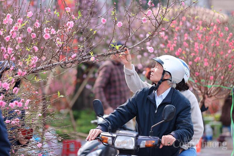 Một số gia đình đến tham khảo giá, cân nhắc, lựa chọn cành đẹp nhất.