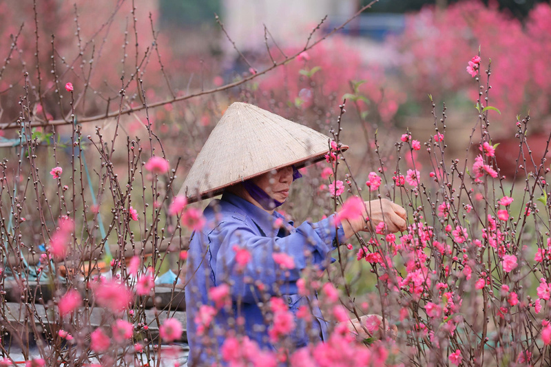 Trong các vườn, người trồng đào tất bật cắt tỉa, hoàn thiện những gốc đào trước giờ xuất bán.
