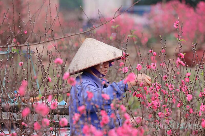 Sắc hồng phủ kín bãi bồi sông Hồng.