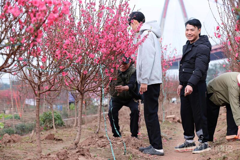 Chùm ảnh: Làng đào Nhật Tân rực hồng ngày 26 tháng Chạp - 15