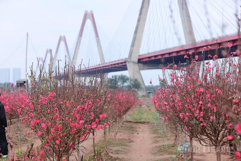 Vẻ đẹp mùa xuân ở vườn đào Nhật Tân.