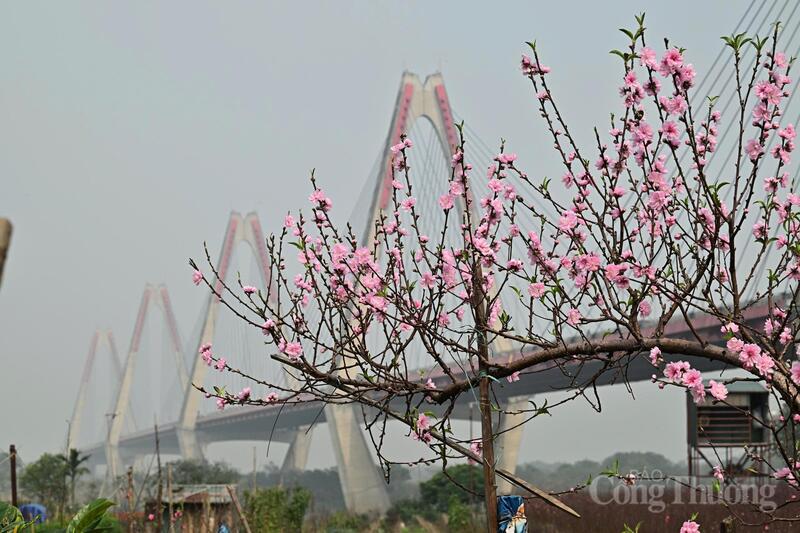 Ban Bí thư yêu cầu, quản lý chặt chẽ thị trường, giá cả... không để xảy ra khan hiếm, đầu cơ, tăng giá bất hợp lý trong dịp Tết