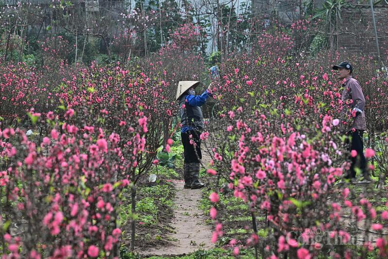 Phù hợp với không gian nhà phố và chung cư, cành bích đào được ưa chuộng. Giá dao động 1 - 2 triệu đồng mỗi cành tùy kích thước.