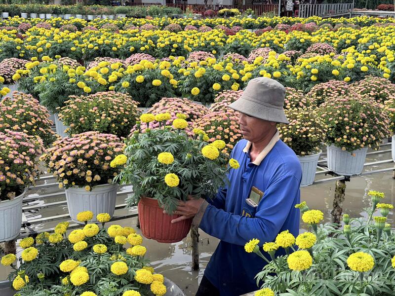 Từng chậu hoa trên giàn cao đều được chăm sóc kĩ lưỡng, đảm bảo chất lượng tốt nhất trước khi đưa ra thị trường phục vụ du khách.