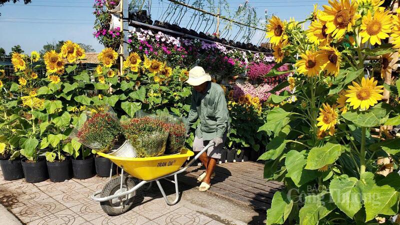 Nhà vườn tất bật vận chuyển những chậu hoa để kịp cung ứng cho thị trường Tết và trang trí các khu vực tham quan.