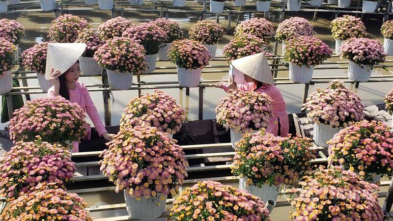 Du khách mặc trang phục truyền thống, lưu lại những khung hình đẹp bên giàn hoa cúc mâm xôi.