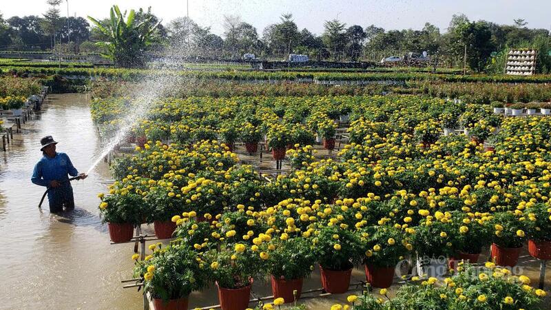 Hoạt động chăm sóc hoa trên giàn cao không chỉ đảm bảo kỹ thuật mà còn tạo nên khung cảnh lao động đẹp mắt, thu hút ánh nhìn của du khách.