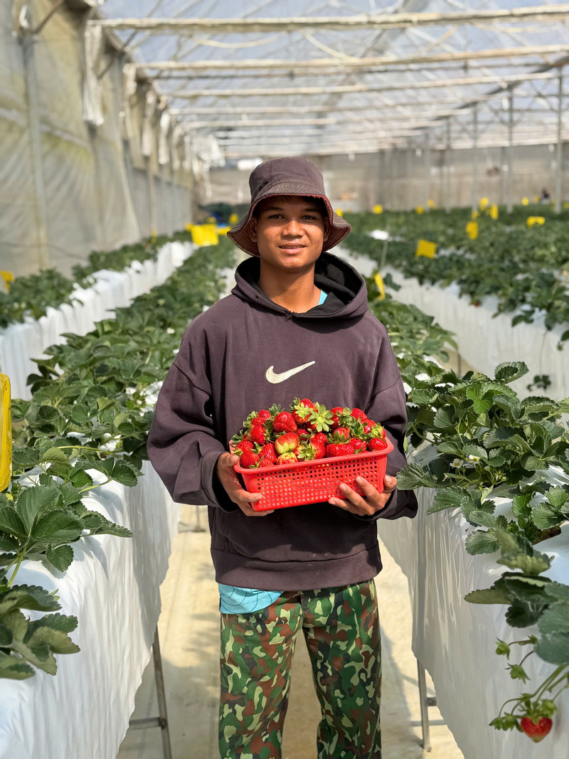 Bạch Dương Farm đang thu hoạch dâu tây để đem xuống phố phục vụ Tết. Ảnh: Nguyễn Dương