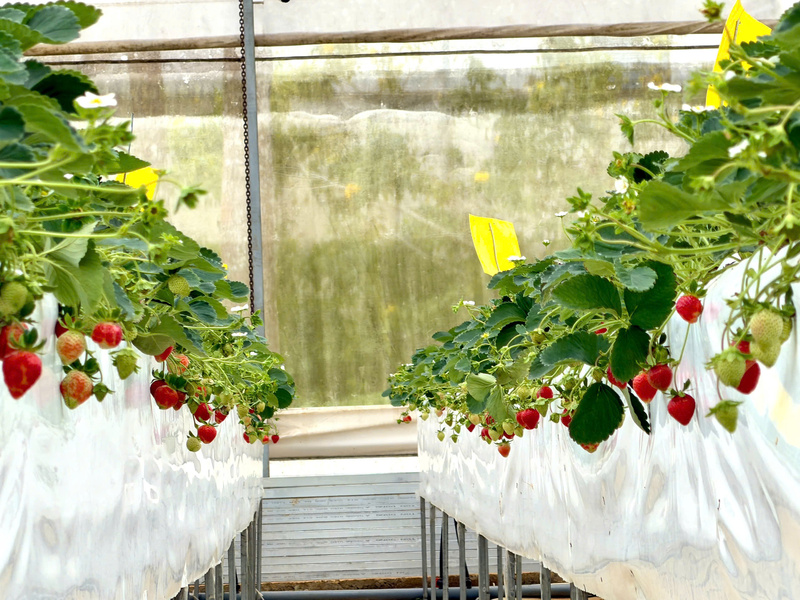 Dâu tây ở đây được trồng khép kín, không sử dụng thuốc bảo vệ thực vật nên rất được ưa chuộng. Ảnh: Nguyễn Dương