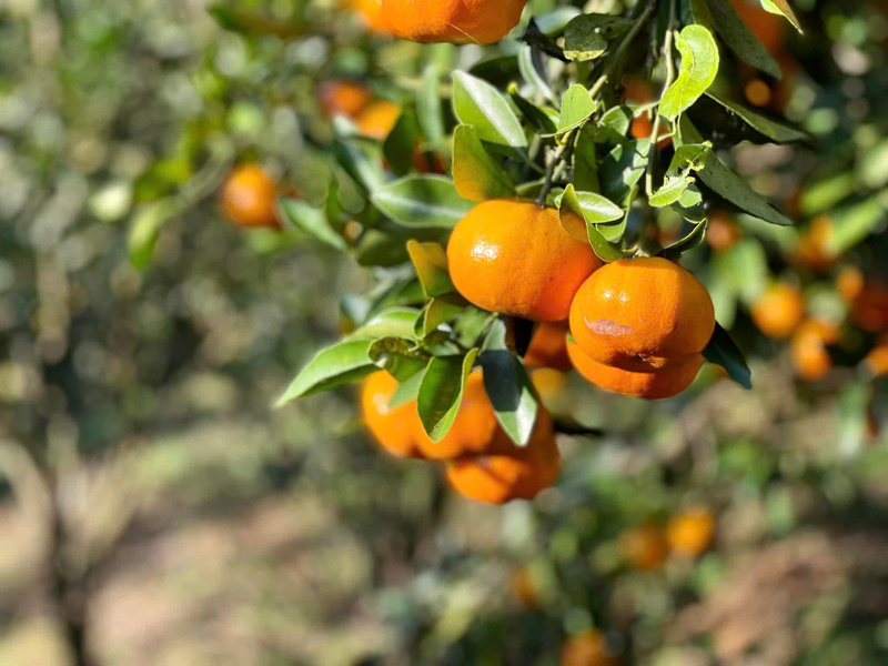 Những trái cam trĩu quả, vàng ươm. Ảnh: Nguyễn Dương