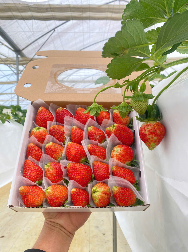 Sau khi thu hoạch, dâu sẽ được rửa sạch rồi đóng gói, gửi đi theo đơn hàng đã đặt từ trước. Ảnh: Nguyễn Dương