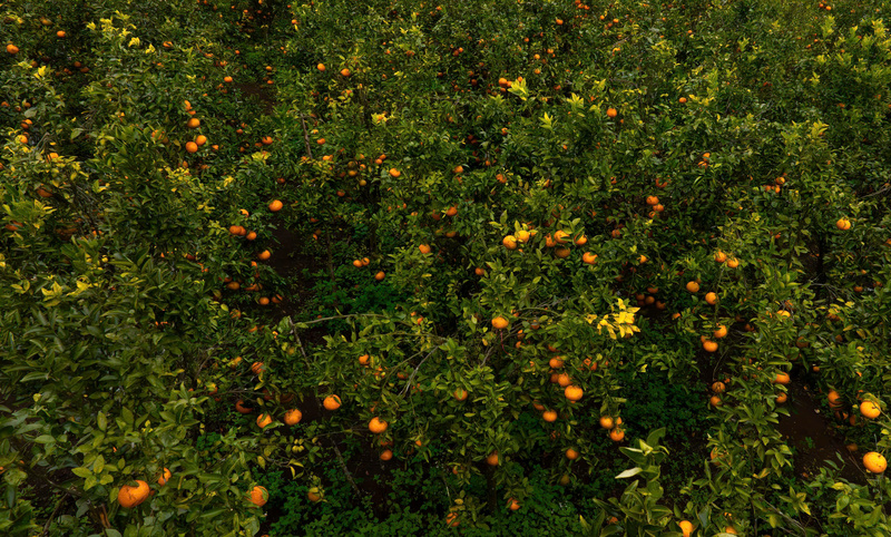 Theo anh Hà Nguyễn, đây là vườn cam của 37 hộ cùng nhau góp vốn để trồng. Ngoài việc phục vụ du lịch, khi đến mùa thu hoạch, vườn cam cũng mang lại lợi ích kinh tế không nhỏ cho các hộ dân. Ảnh: Nguyễn Dương