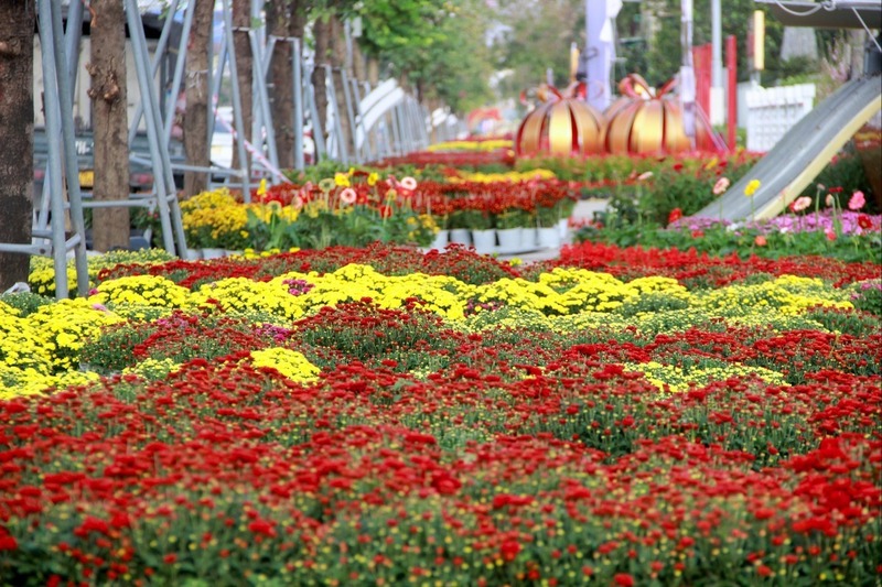 Rực rỡ sắc màu trên các trục đường chính. Các loại hoa cúc, lay ơn, thược dược, hoa pháo, hoa trạng nguyên đua nhau khoe sắc. Ảnh: Mai Liễu