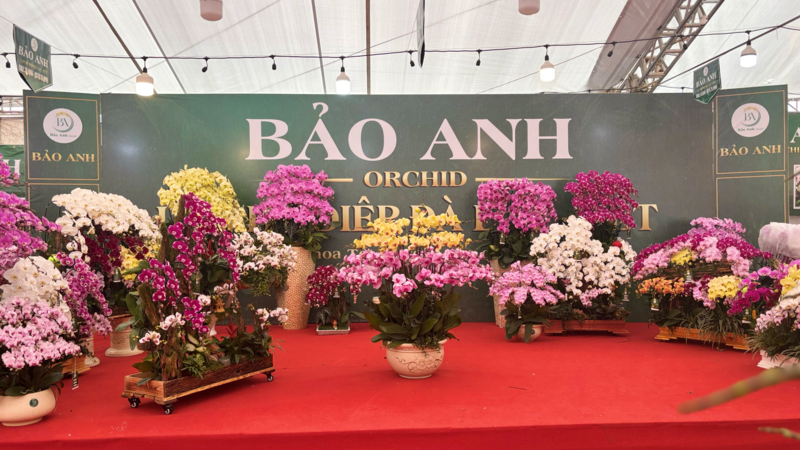 Thị trường hoa lan tại Hà Nội sôi động trước thềm tết Bính Ngọ 2026 - 1